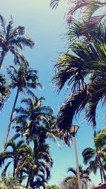 Low angle view of palm trees against clear sky