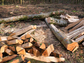 High angle view of logs in forest