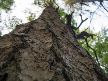 Low angle view of tree trunk