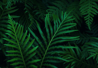 Full frame shot of fern leaves