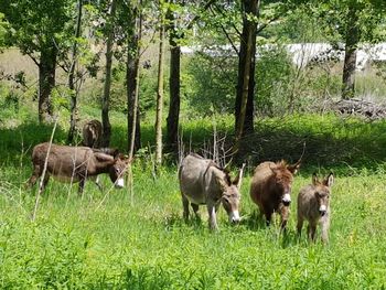 Cows grazing on field