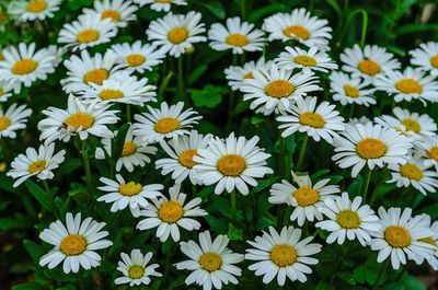 Close-up of white daisy flowers