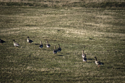 Rear view of birds on landscape