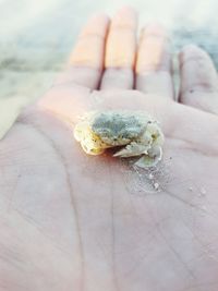 Close-up of human hand holding small crab