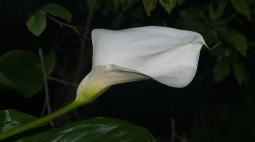 Close-up of flower against blurred background