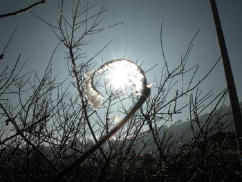 Low angle view of sun shining through bare tree