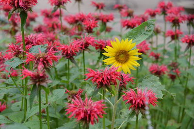 Close-up of pink flowering plants