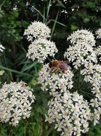 Close-up of bee pollinating flower