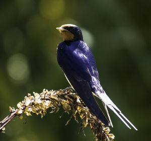 Close-up of bird perching on tree