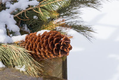 Close-up of pine cone on tree during winter