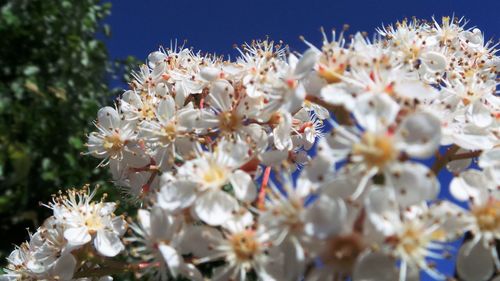 Close-up of white flowers