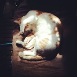Close-up of cat