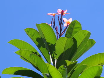 Low angle view of flowering plant against blue sky