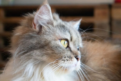 Close-up of cat looking away