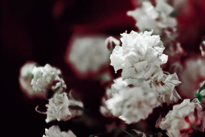 Close-up of flowers