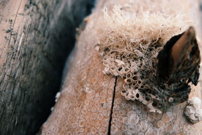 Close-up of wood