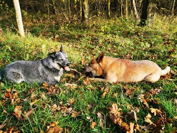 View of dogs relaxing on land