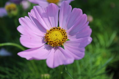 Close-up of purple cosmos flower on field