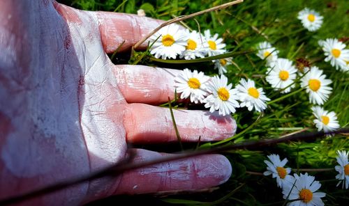 Close-up of hand with chalk powder holding flowers