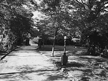 Footpath amidst trees