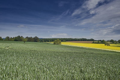 Scenic view of agricultural field against sky