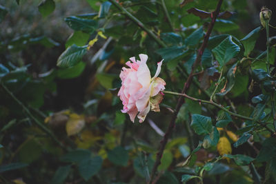 Close-up of pink rose