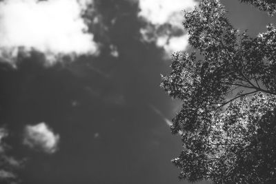 Low angle view of tree against sky