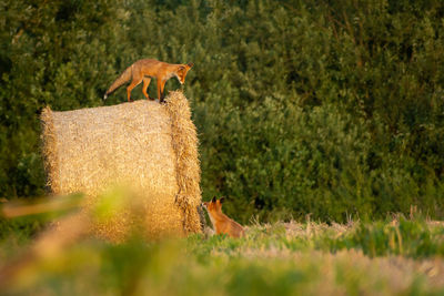 One fox on a hay bale and one on the ground, summer view