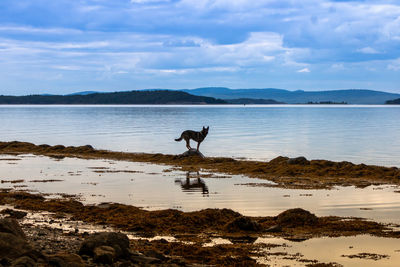 View of dog on beach