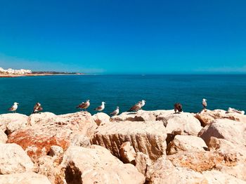 Flock of birds on rocks by sea against blue sky