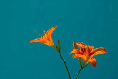 Close-up of orange day lily blooming outdoors