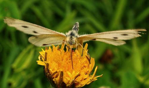 Close-up of butterfly pollinating on flower