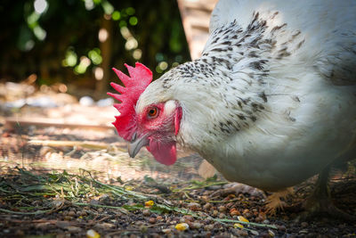 White hen pecking corn in farm