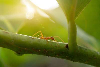 Close-up of ant on leaf