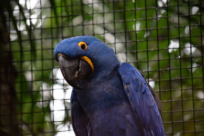 Close-up of parrot in cage