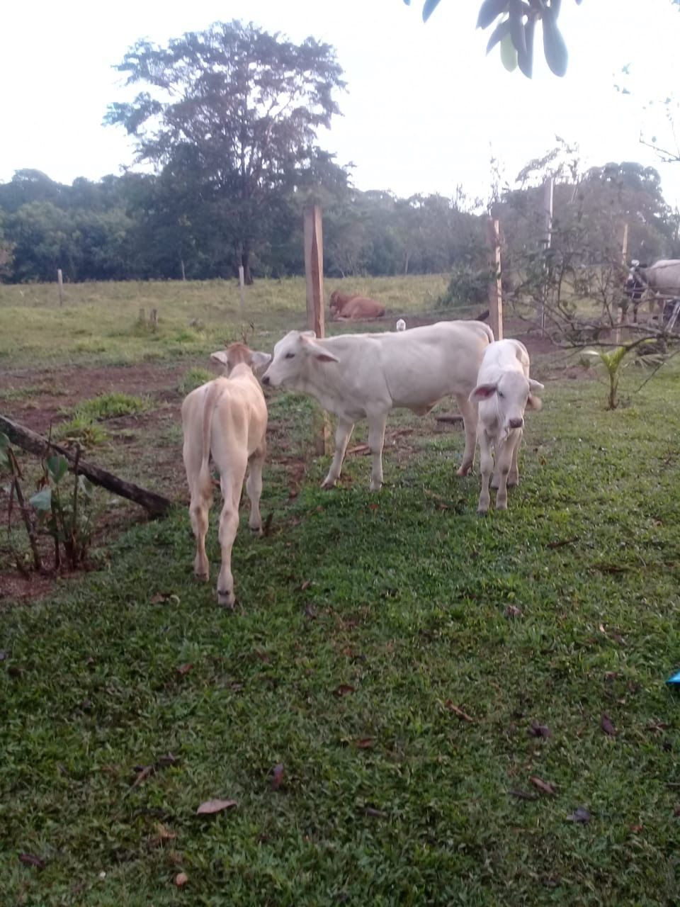 mammal, domestic animals, animal themes, animal, domestic, pets, plant, livestock, group of animals, grass, land, field, vertebrate, tree, nature, landscape, environment, standing, day, no people, herbivorous, outdoors, paddock