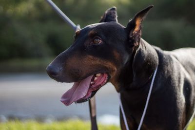 Close-up of black dog looking away