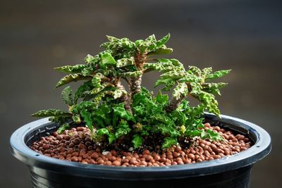 Euphorbia dinosaur 