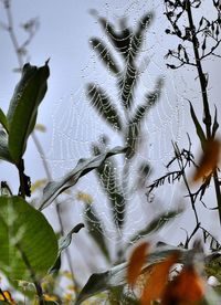 Close up of plant