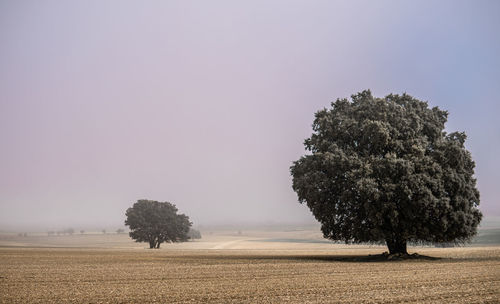 Tree on field against clear sky