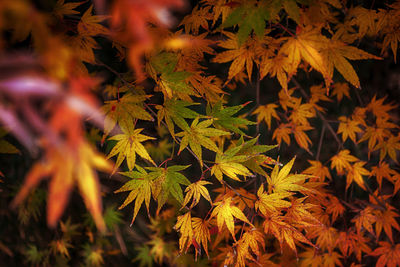 Close-up of maple leaves on tree at night