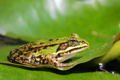 Close-up of frog on leaf