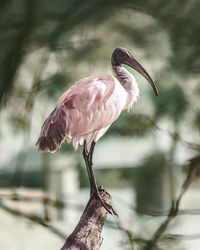 Close-up of bird perching on a tree