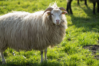 Sheep standing in a field