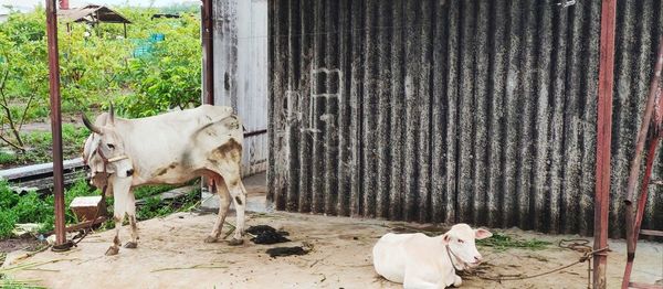 View of cows in their shed