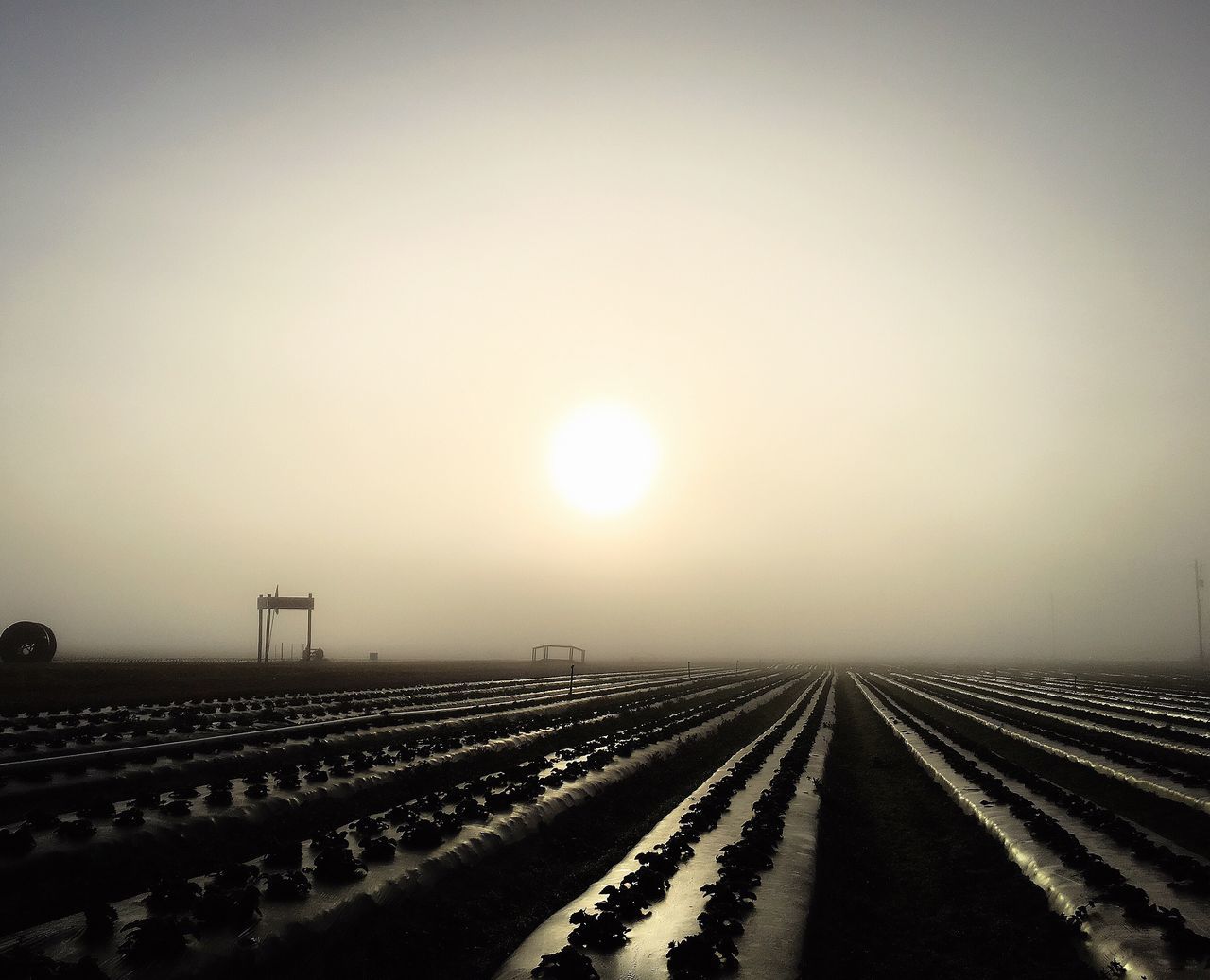 Strawberry Fields