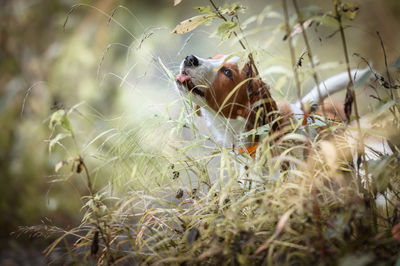 Close-up of squirrel on grass