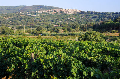 Scenic view of agricultural field