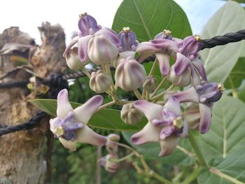 Close-up of pink flowering plant