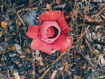 Close-up of flowers on field